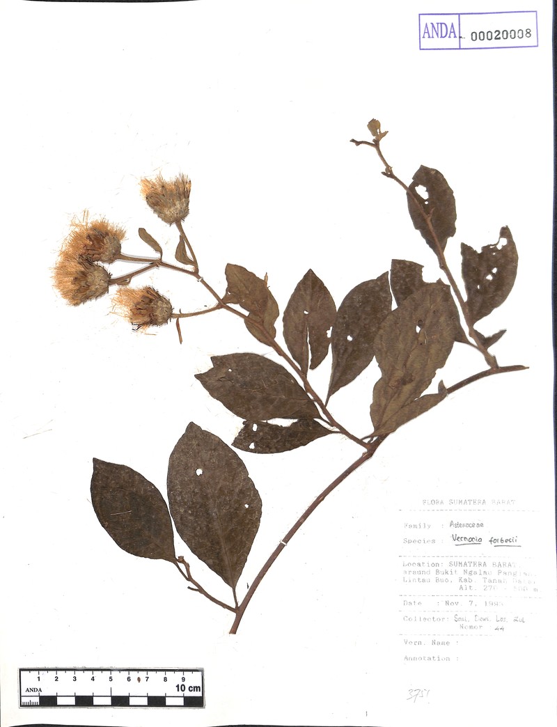 Vernonia forbesii
