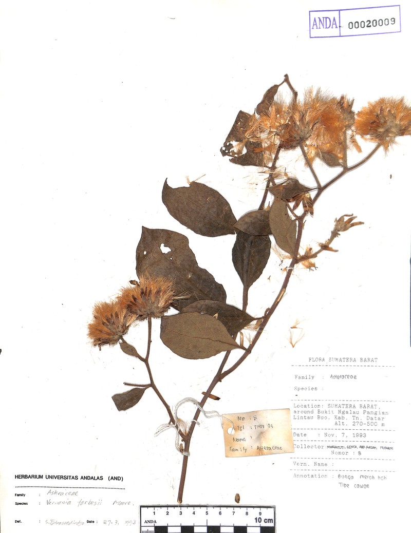 Vernonia forbesii photo 2