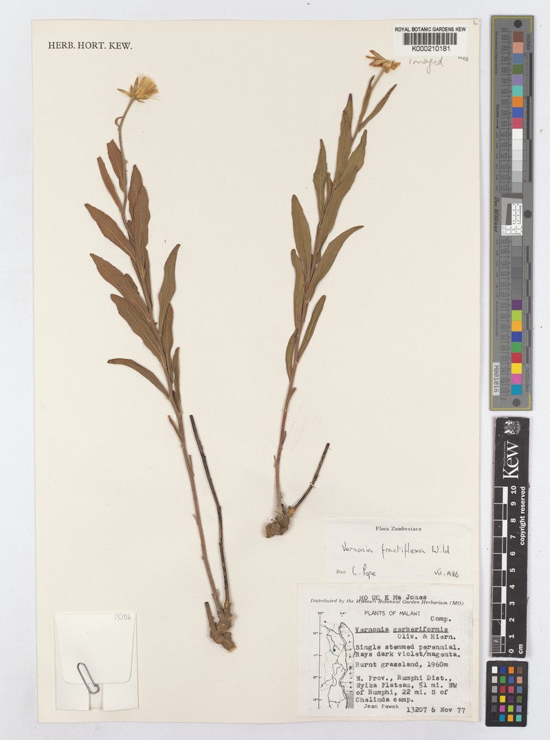 Vernonia fractiflexa