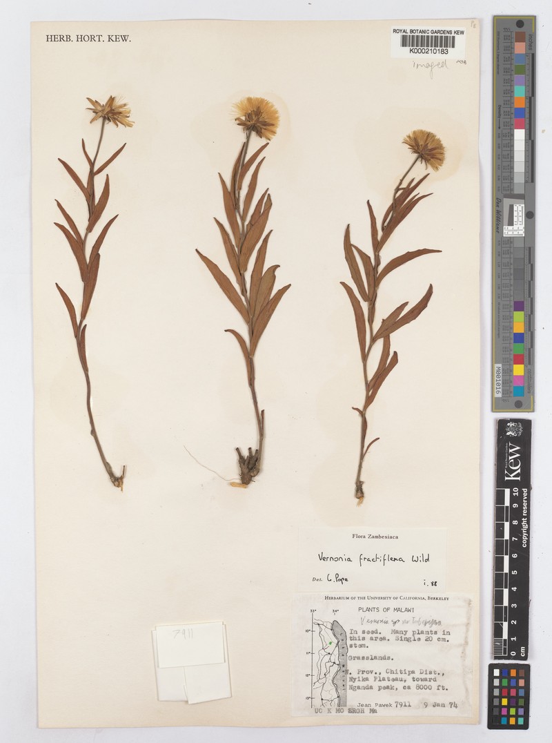 Vernonia fractiflexa photo 2