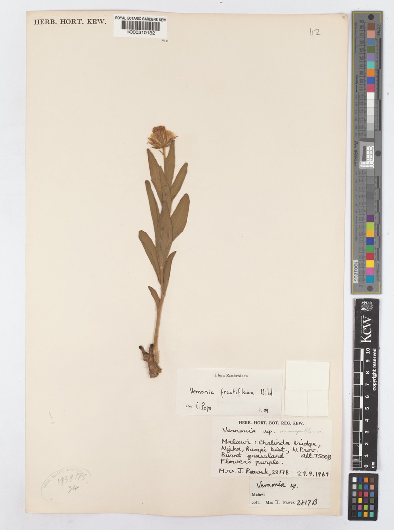 Vernonia fractiflexa photo 3