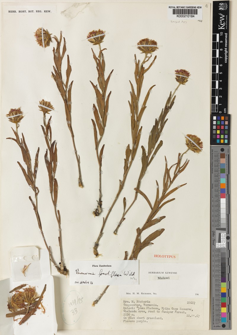 Vernonia fractiflexa photo 4