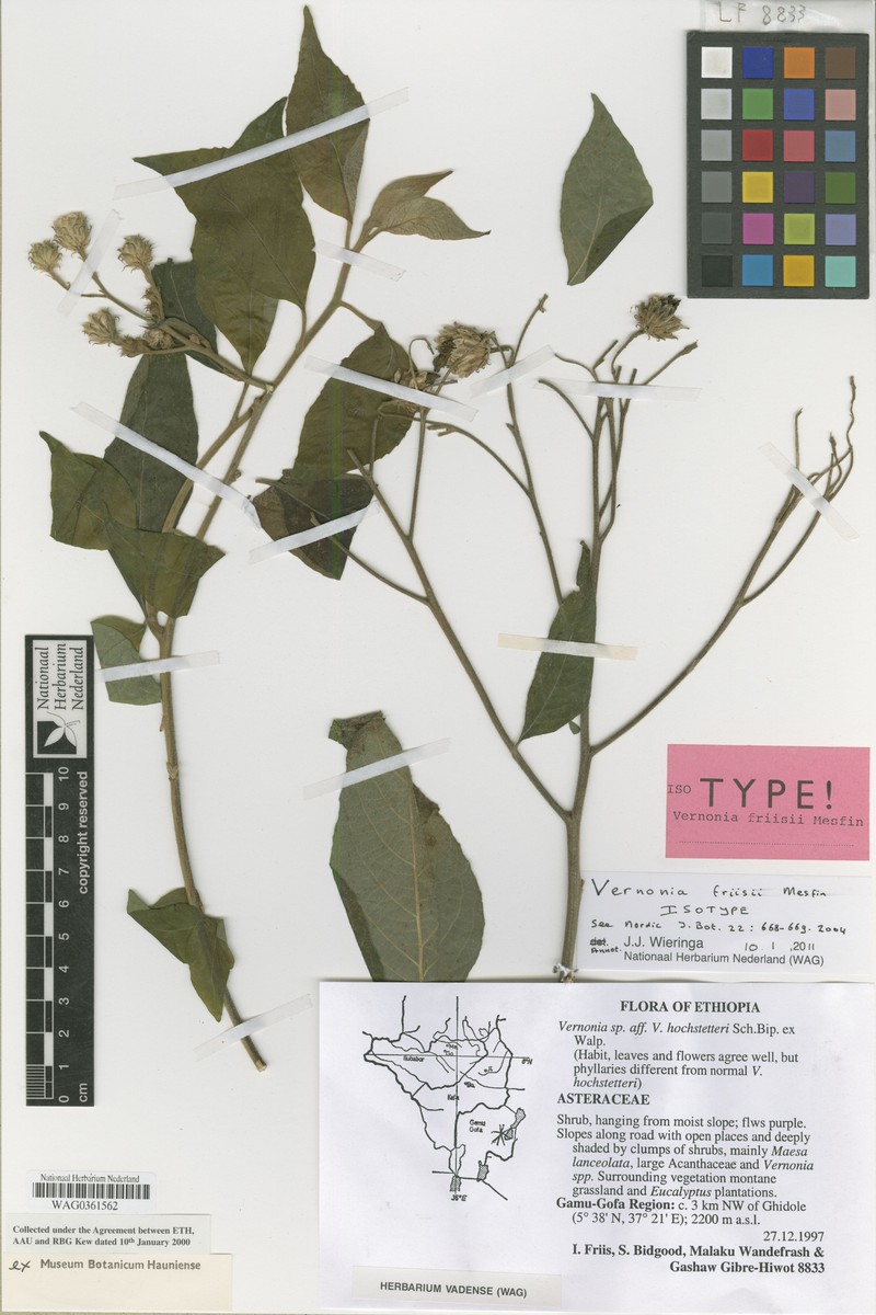 Vernonia friisii