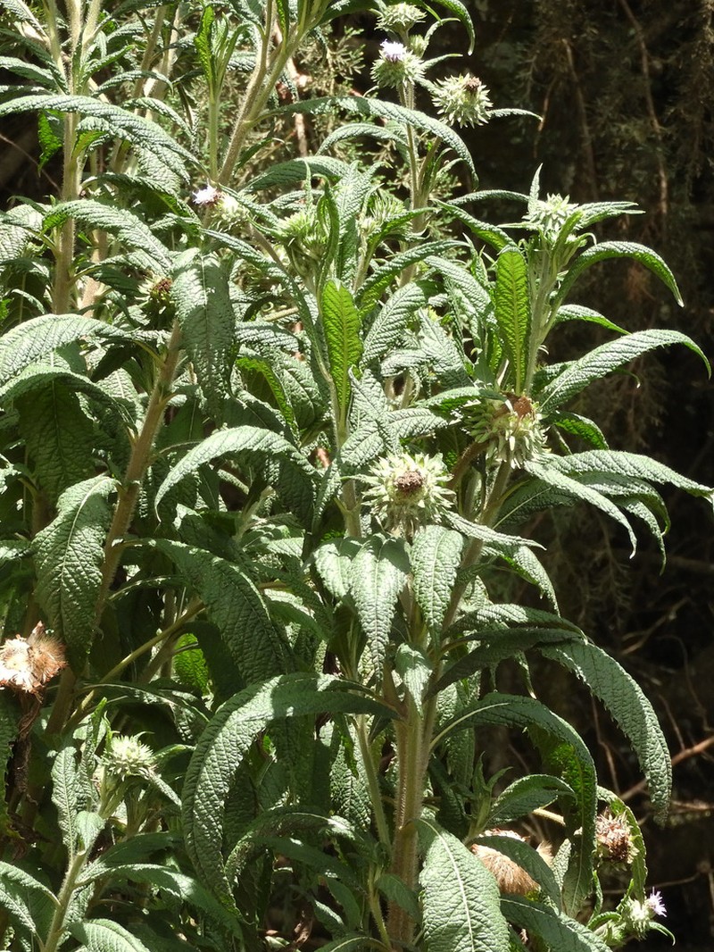 Ironweed photo 2