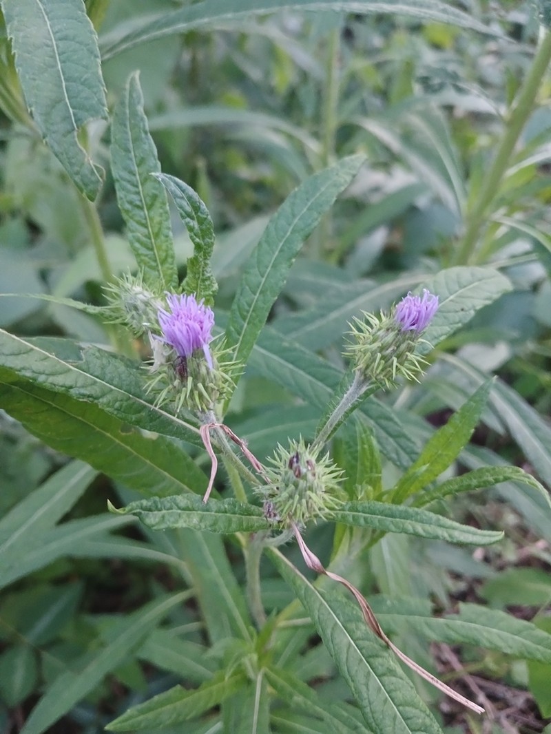 Ironweed photo 3