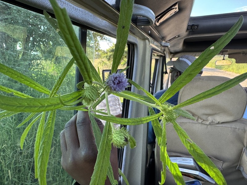 Ironweed photo 4