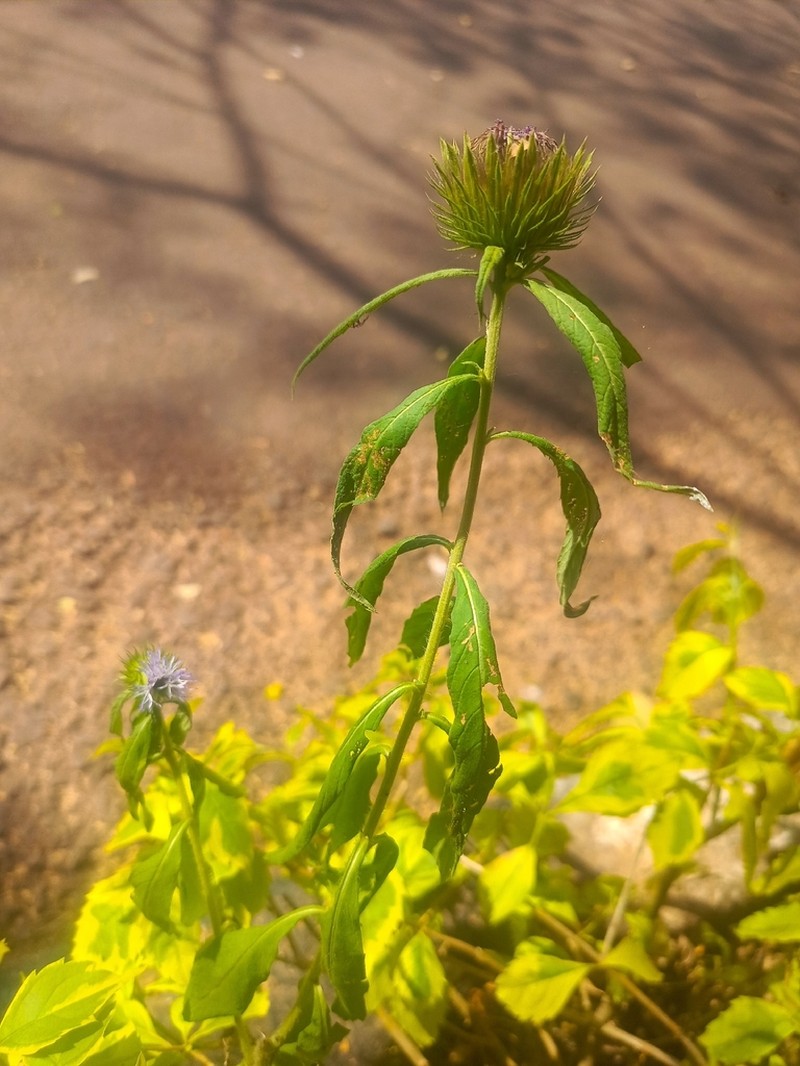 Ironweed photo 5