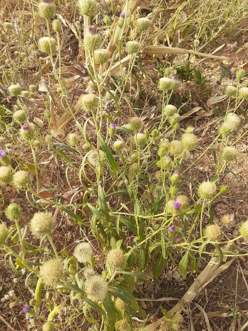 Ironweed photo 6