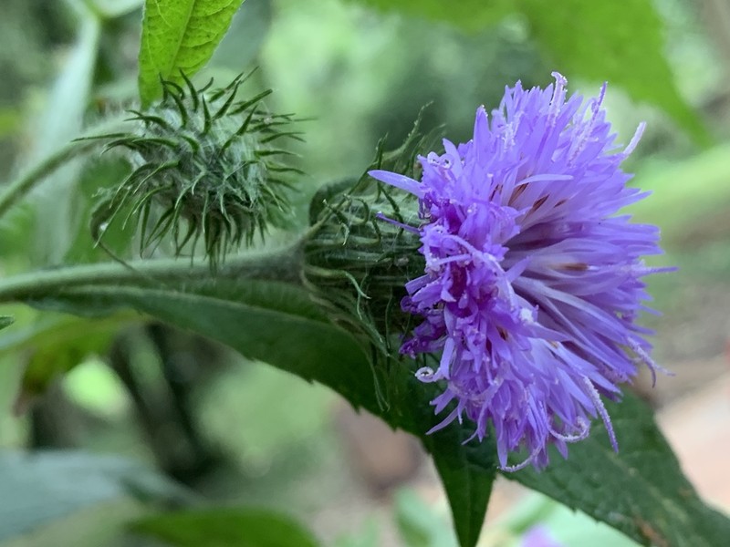 Ironweed photo 7