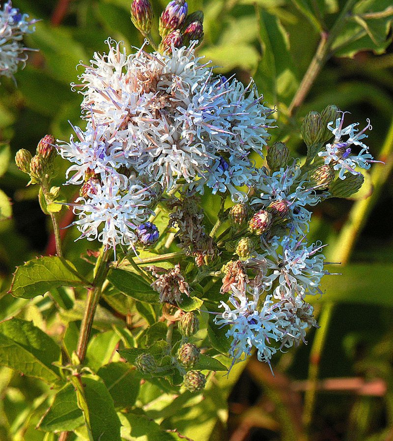 Ironweed