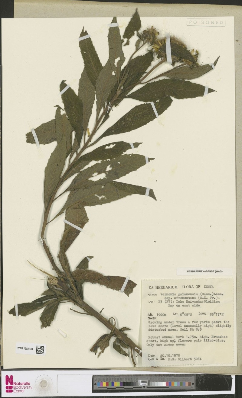 Vernonia galamensis subsp. afromontana