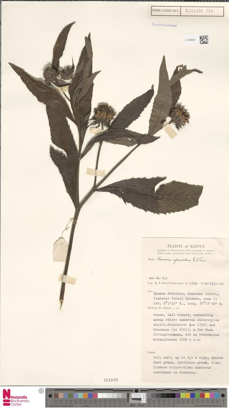 Vernonia galamensis subsp. afromontana photo 2