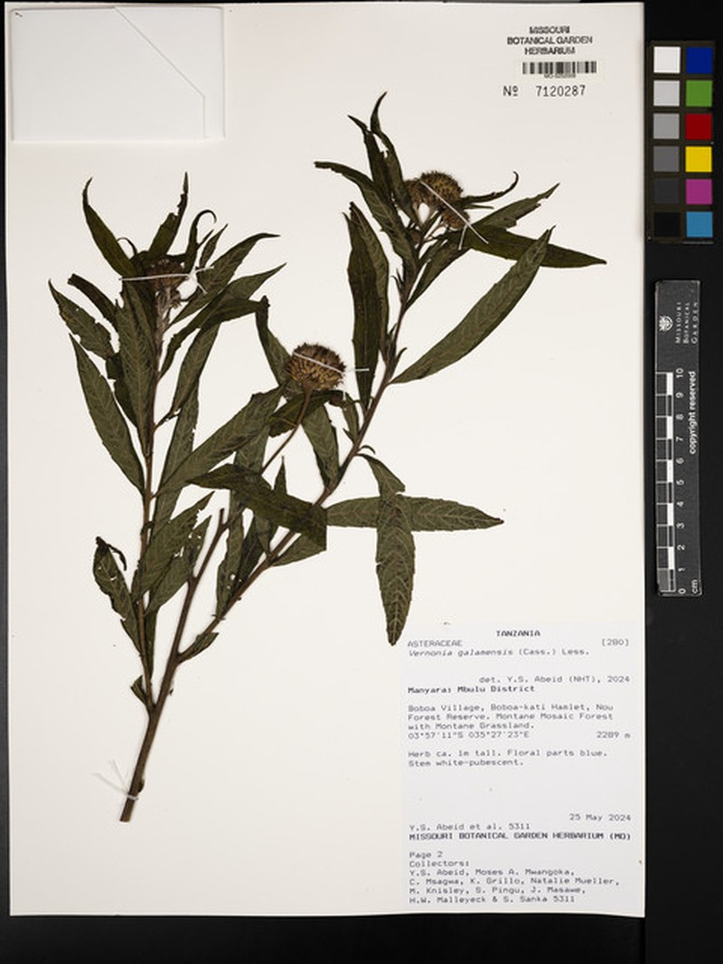 Vernonia galamensis subsp. galamensis