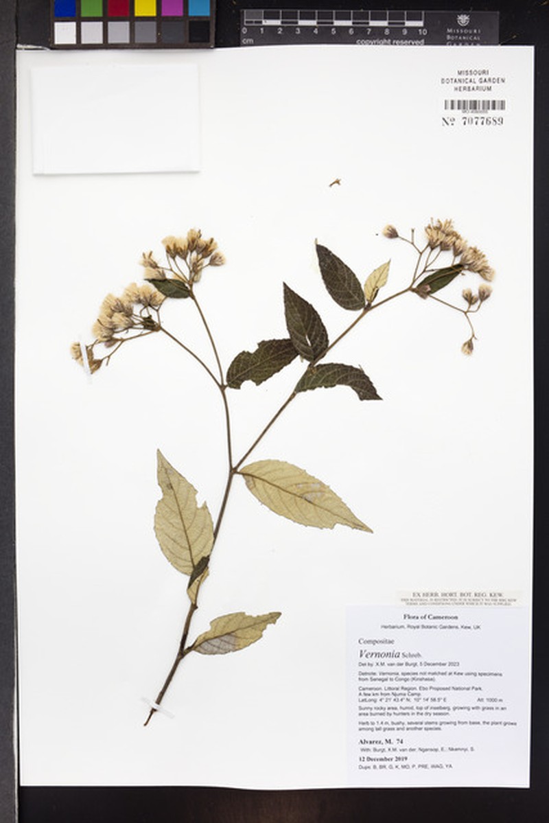 Vernonia galamensis subsp. galamensis photo 3