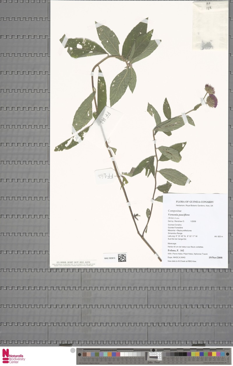 Vernonia galamensis subsp. galamensis photo 4