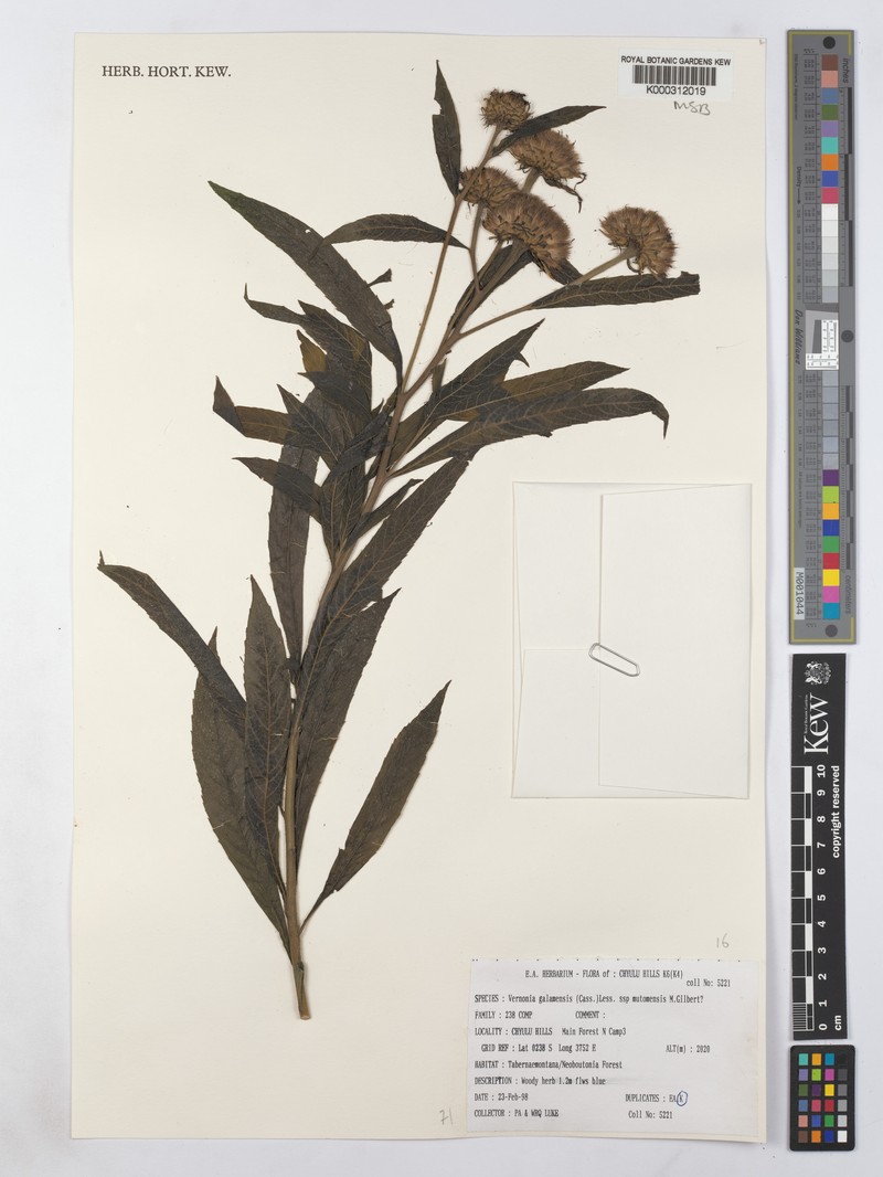 Vernonia galamensis subsp. mutomoensis