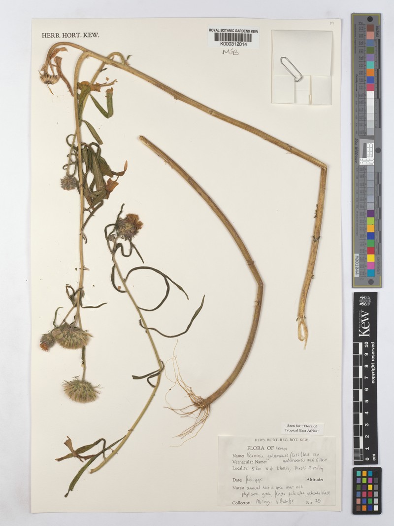 Vernonia galamensis subsp. mutomoensis photo 2