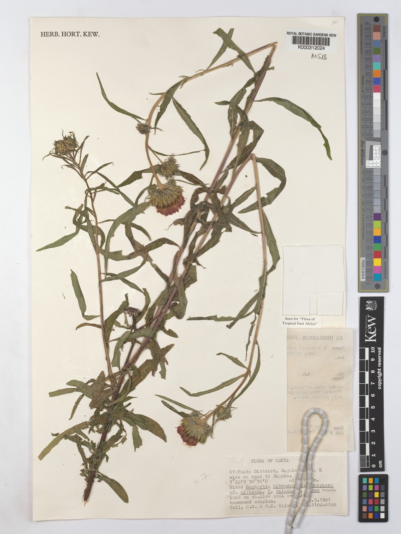 Vernonia galamensis subsp. mutomoensis photo 3