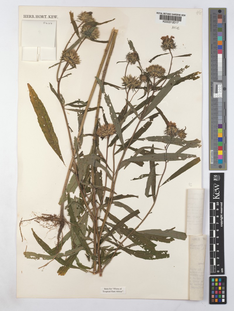 Vernonia galamensis subsp. mutomoensis photo 4