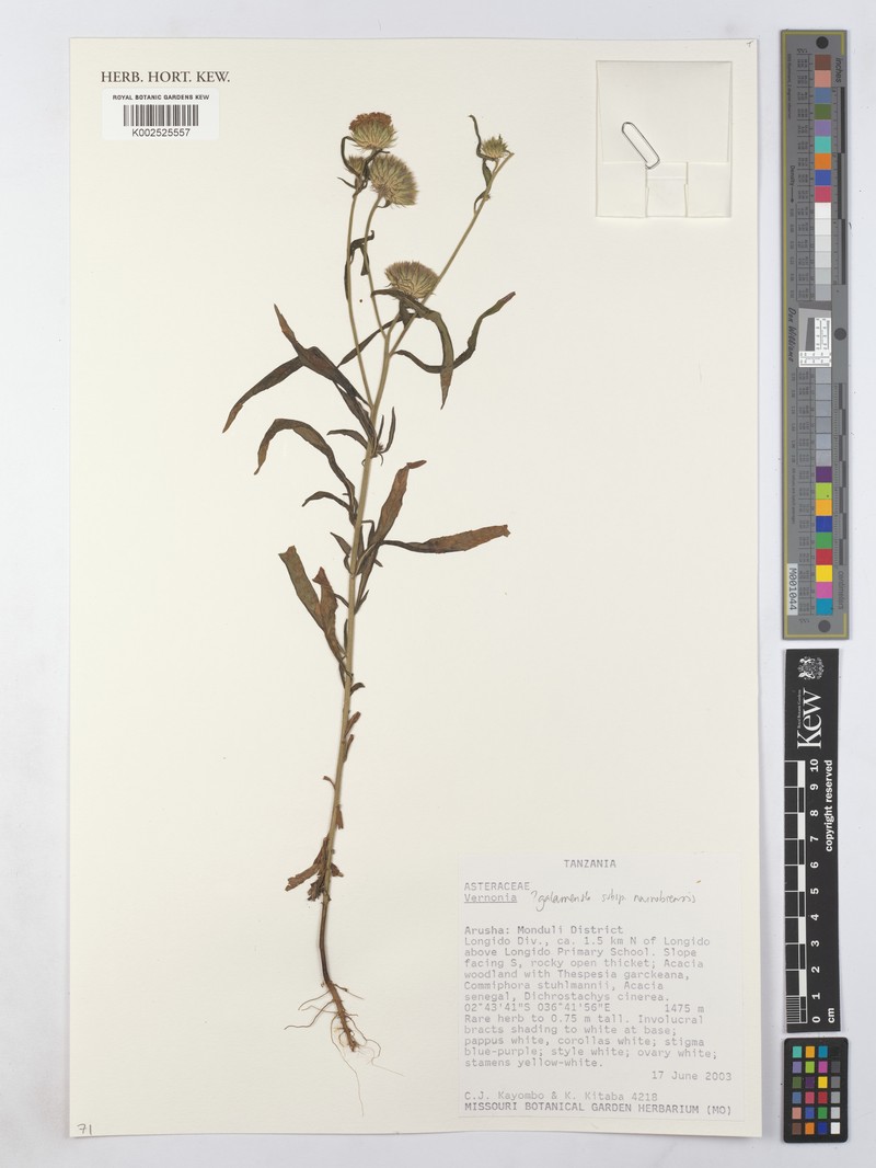 Vernonia galamensis subsp. nairobensis
