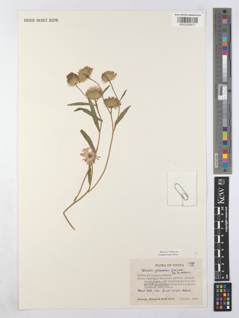 Vernonia galamensis subsp. nairobensis photo 2