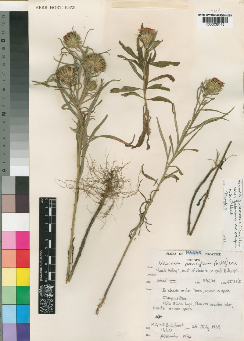 Vernonia galamensis var. ethiopica