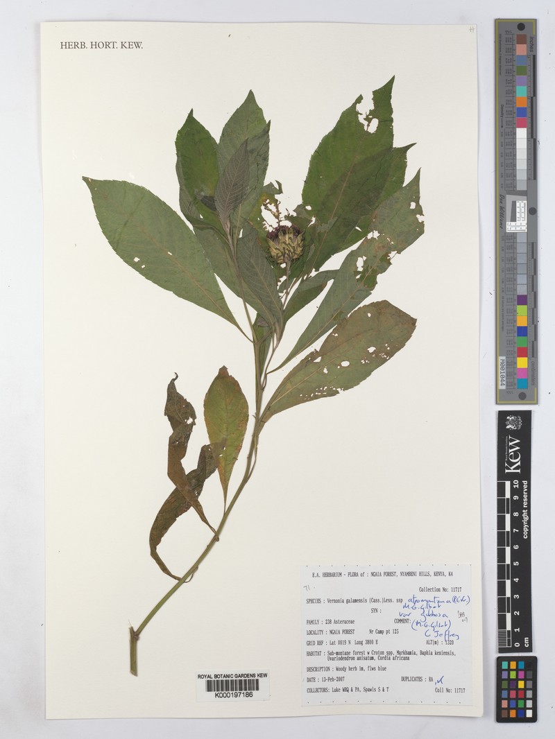 Vernonia galamensis var. gibbosa