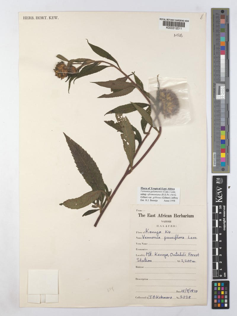 Vernonia galamensis var. gibbosa photo 2