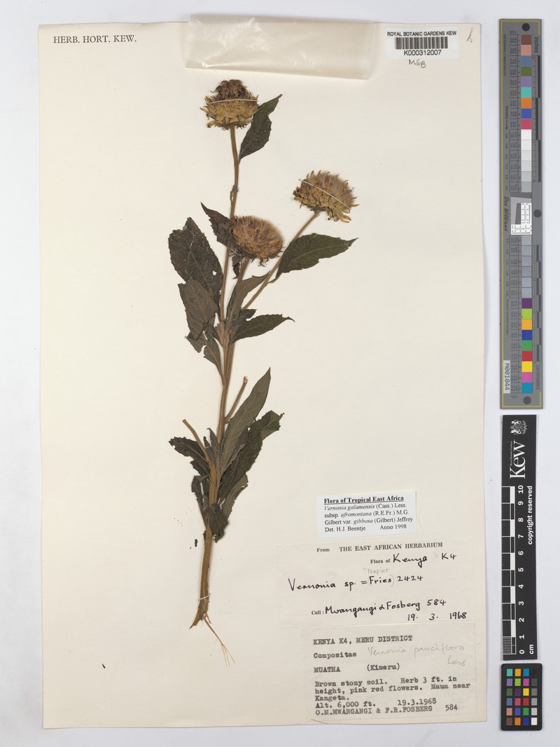 Vernonia galamensis var. gibbosa photo 3