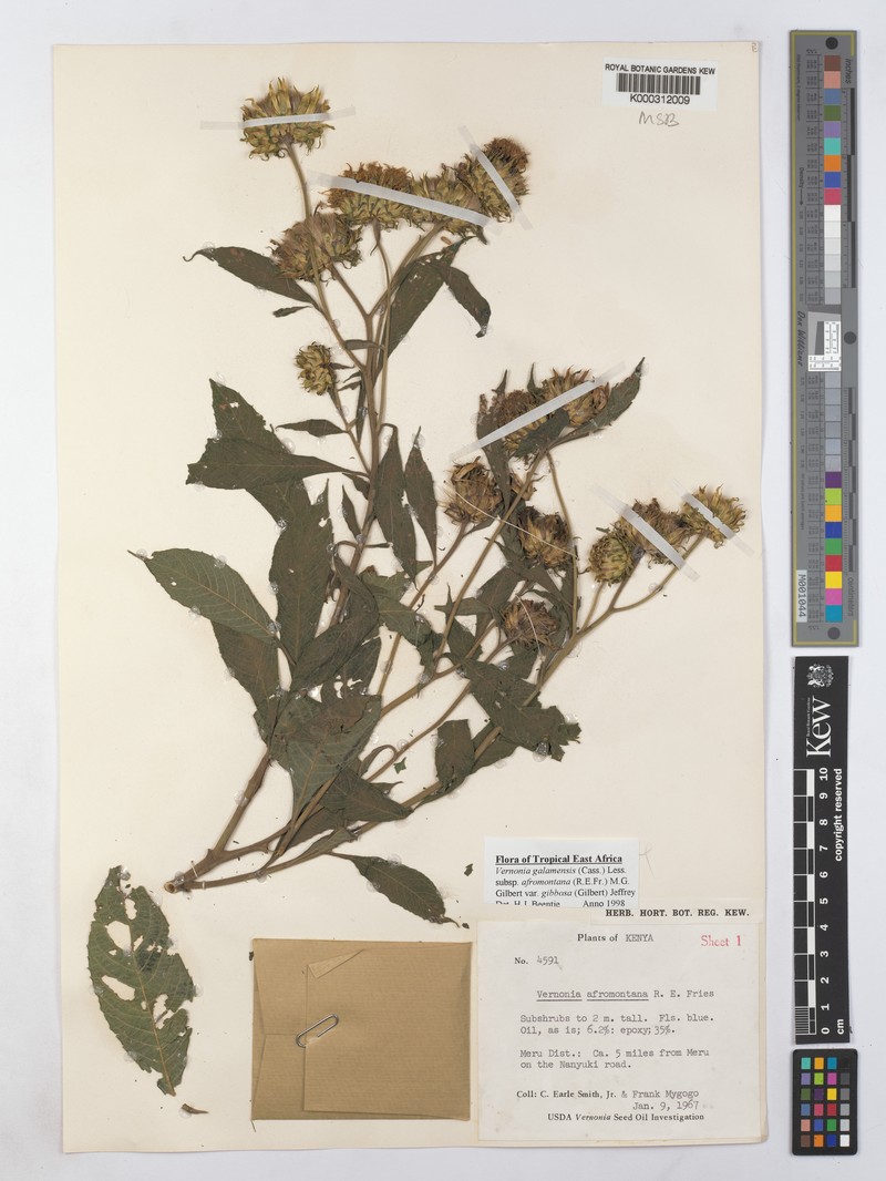 Vernonia galamensis var. gibbosa photo 4