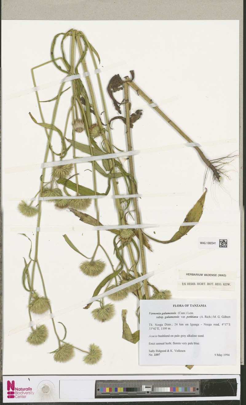 Vernonia galamensis var. petitiana