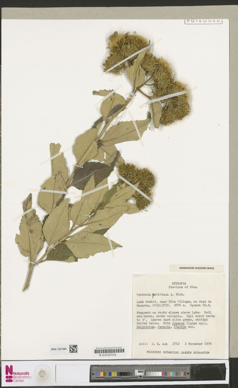 Vernonia galamensis var. petitiana photo 2