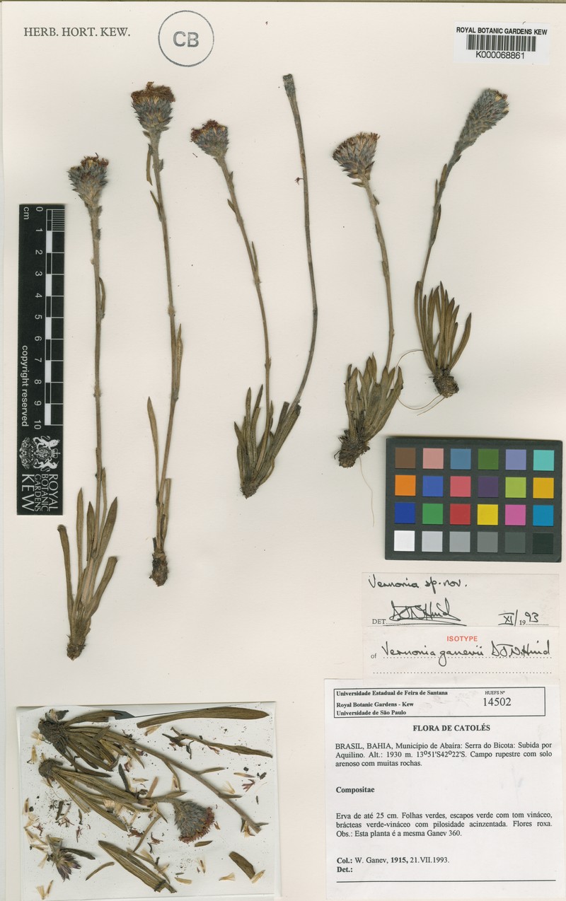 Vernonia ganevii