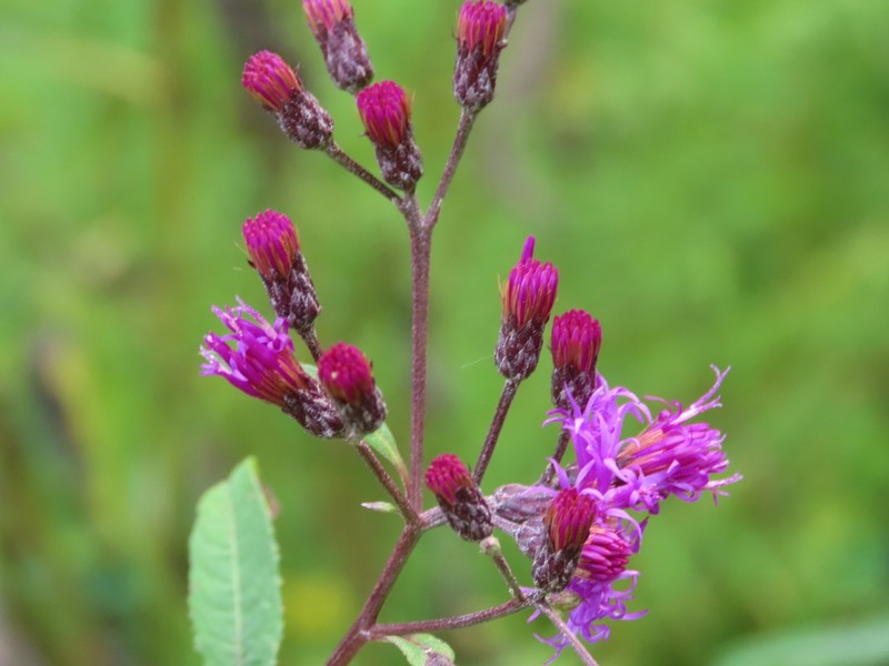 Giant Ironweed photo 2