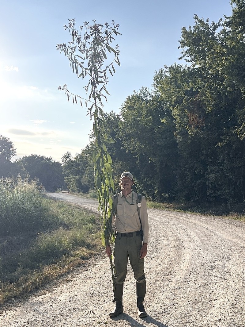 Giant Ironweed photo 3