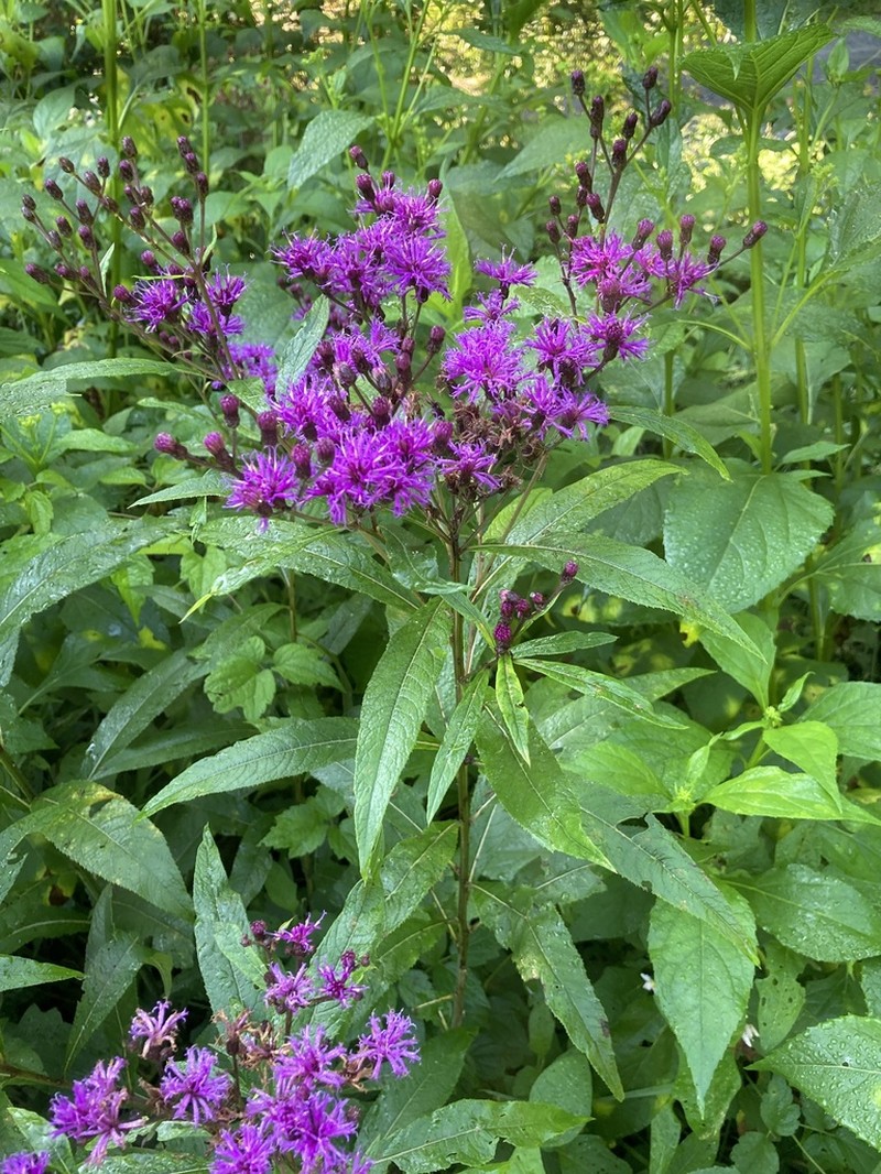Giant Ironweed photo 4