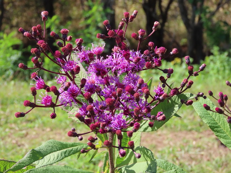 Giant Ironweed photo 5