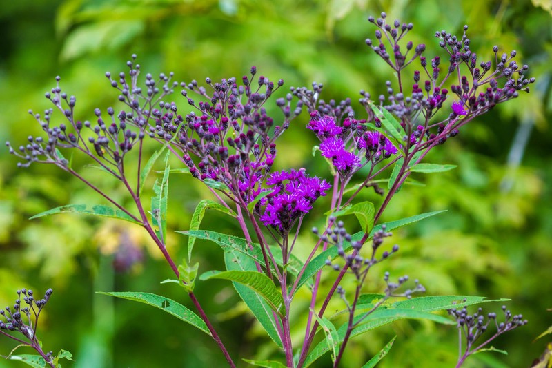 Giant Ironweed photo 6