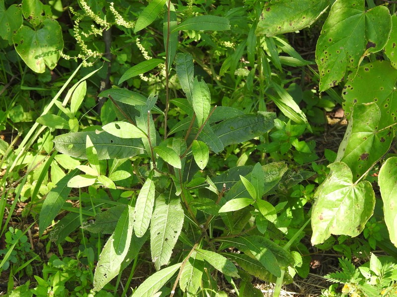 Giant Ironweed photo 7