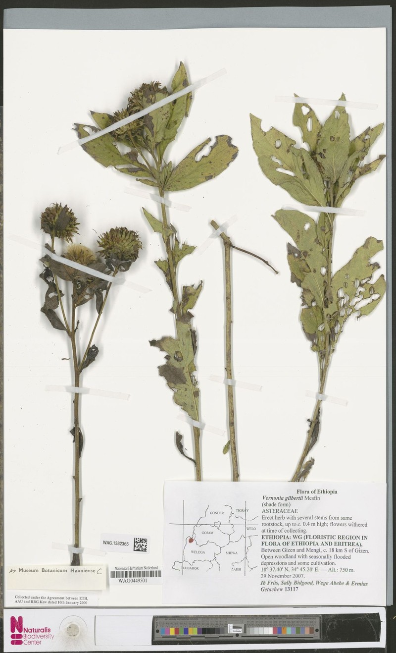 Vernonia gilbertii