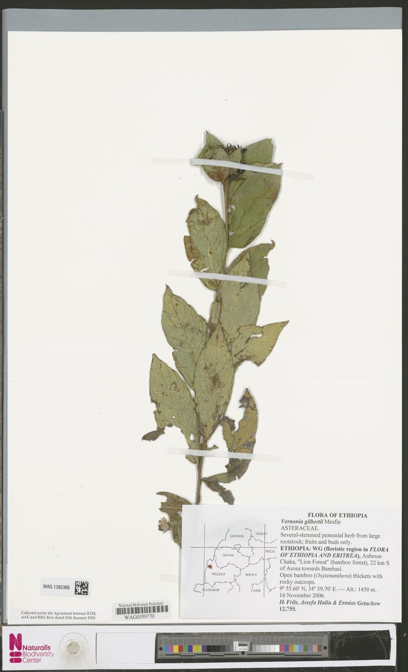 Vernonia gilbertii photo 2