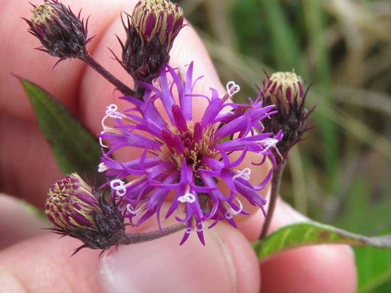 Broadleaf Ironweed