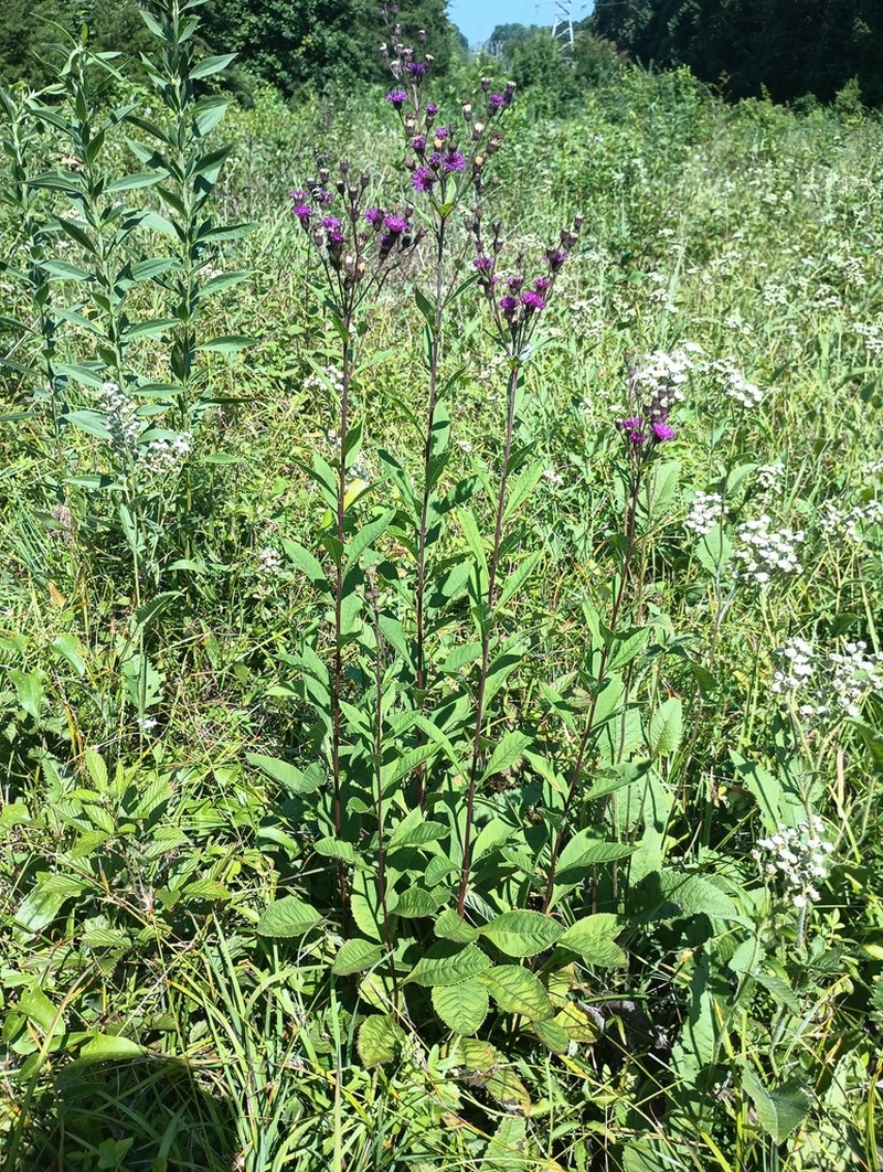 Broadleaf Ironweed photo 2