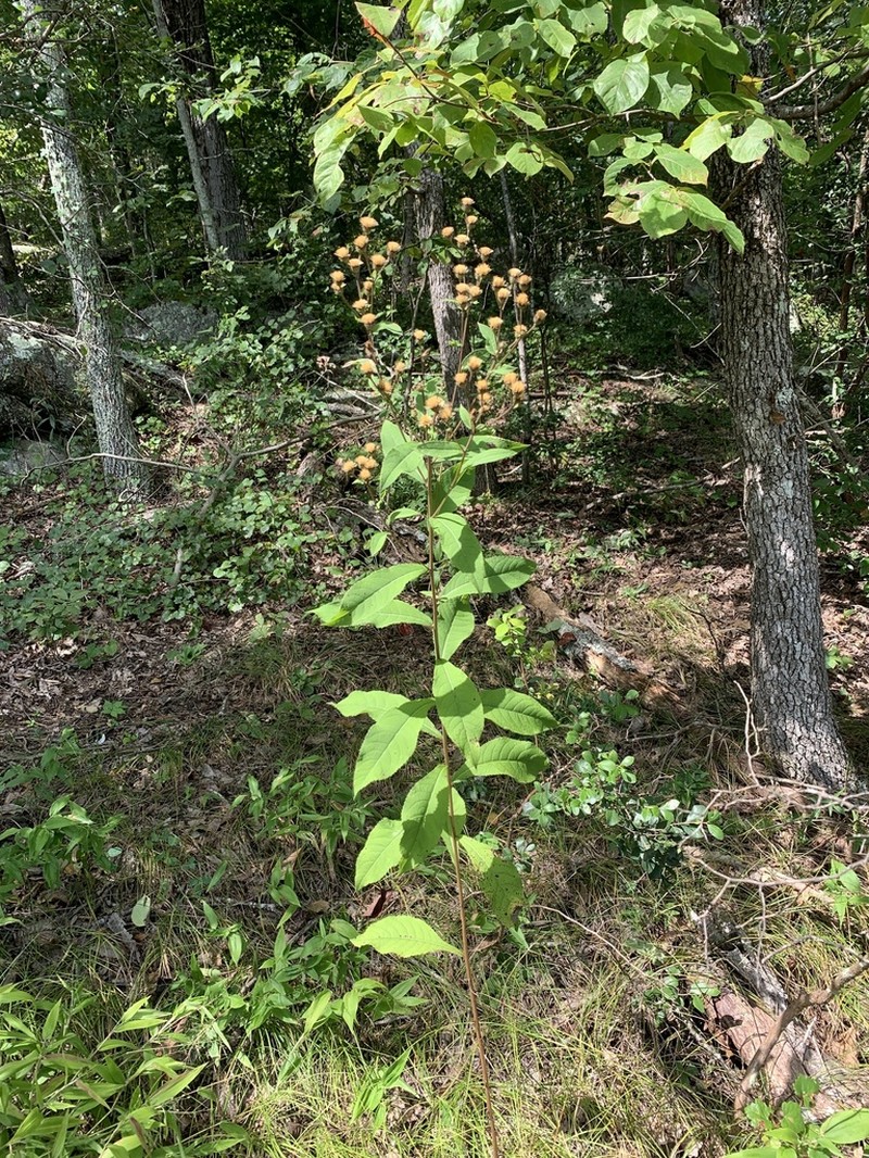 Broadleaf Ironweed photo 3