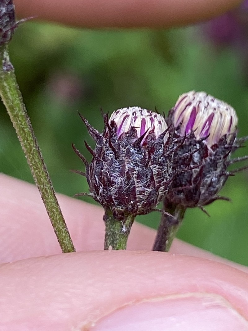 Broadleaf Ironweed photo 4