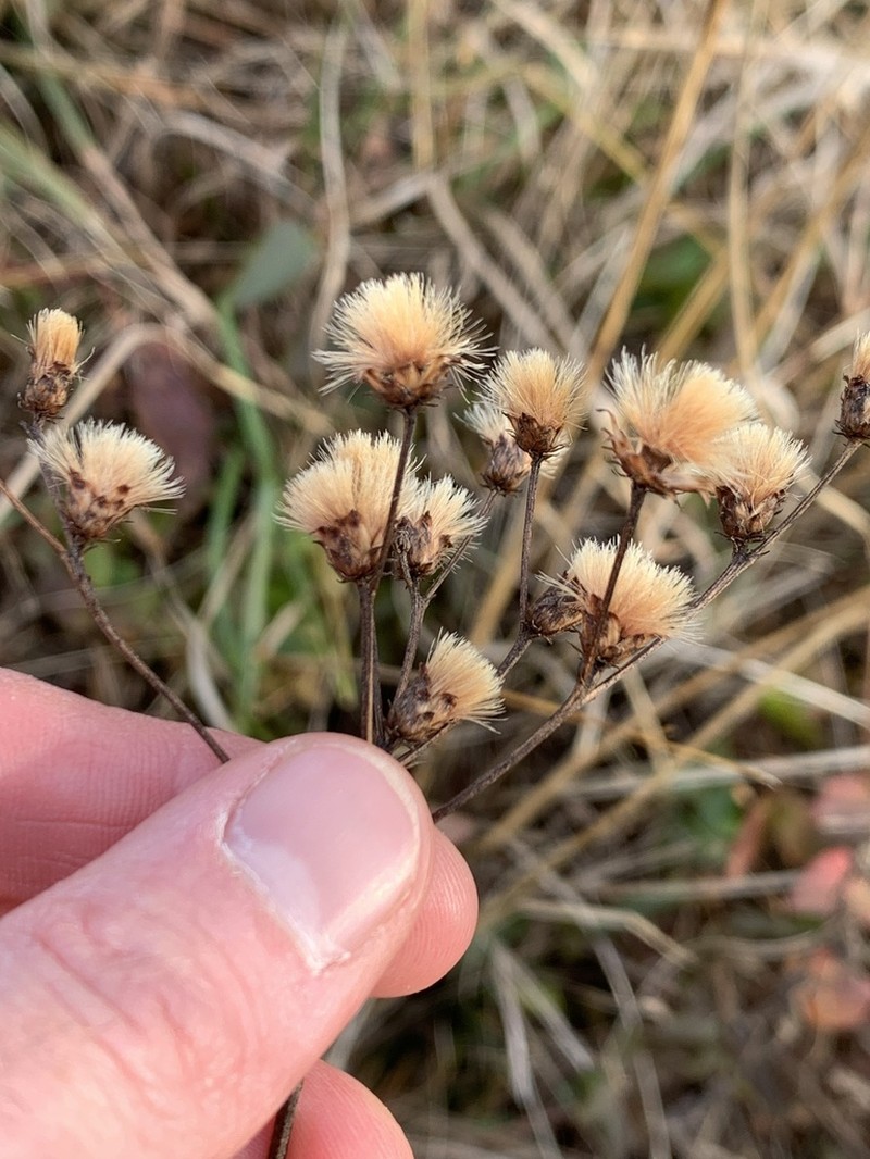 Broadleaf Ironweed photo 5