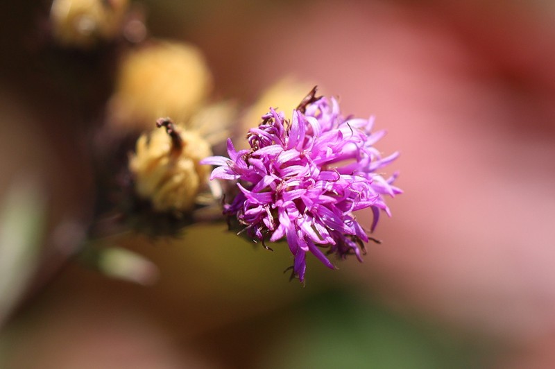 Broadleaf Ironweed photo 6