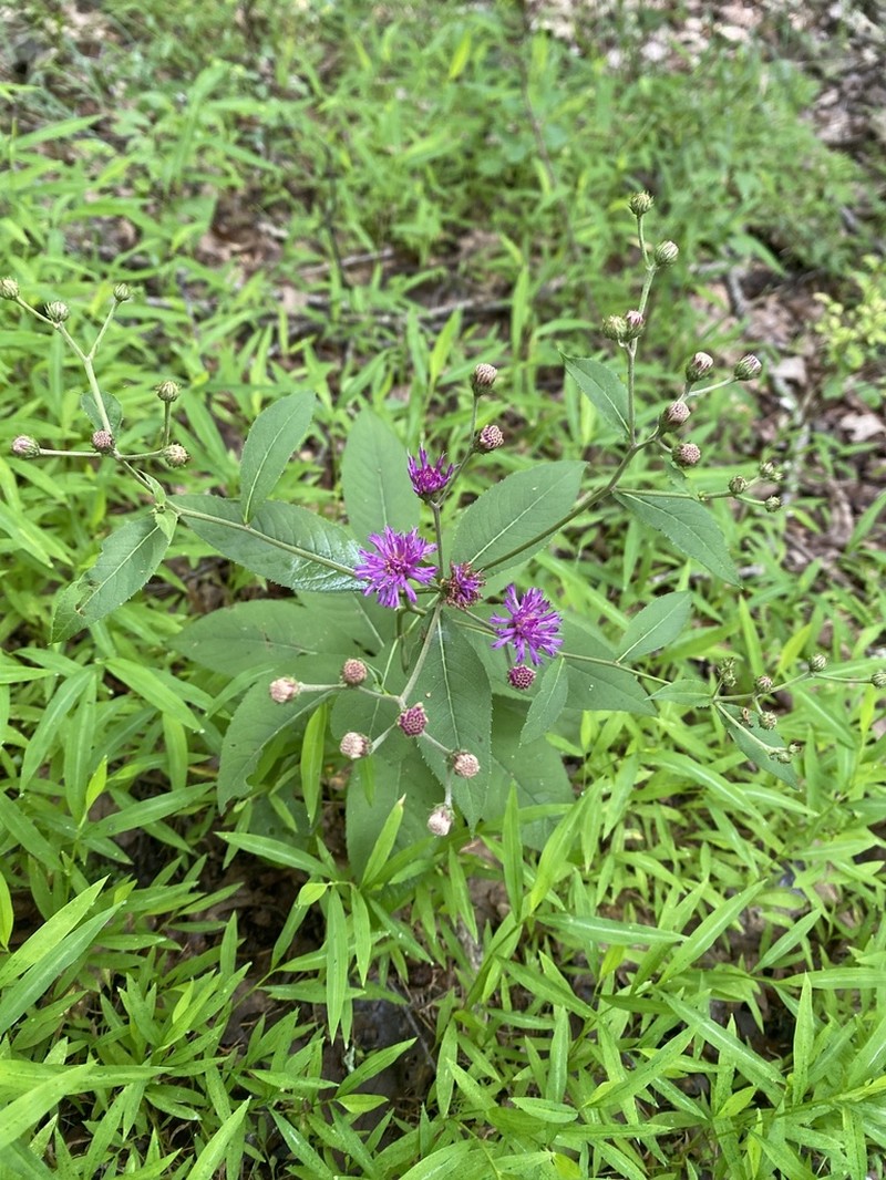 Broadleaf Ironweed photo 7