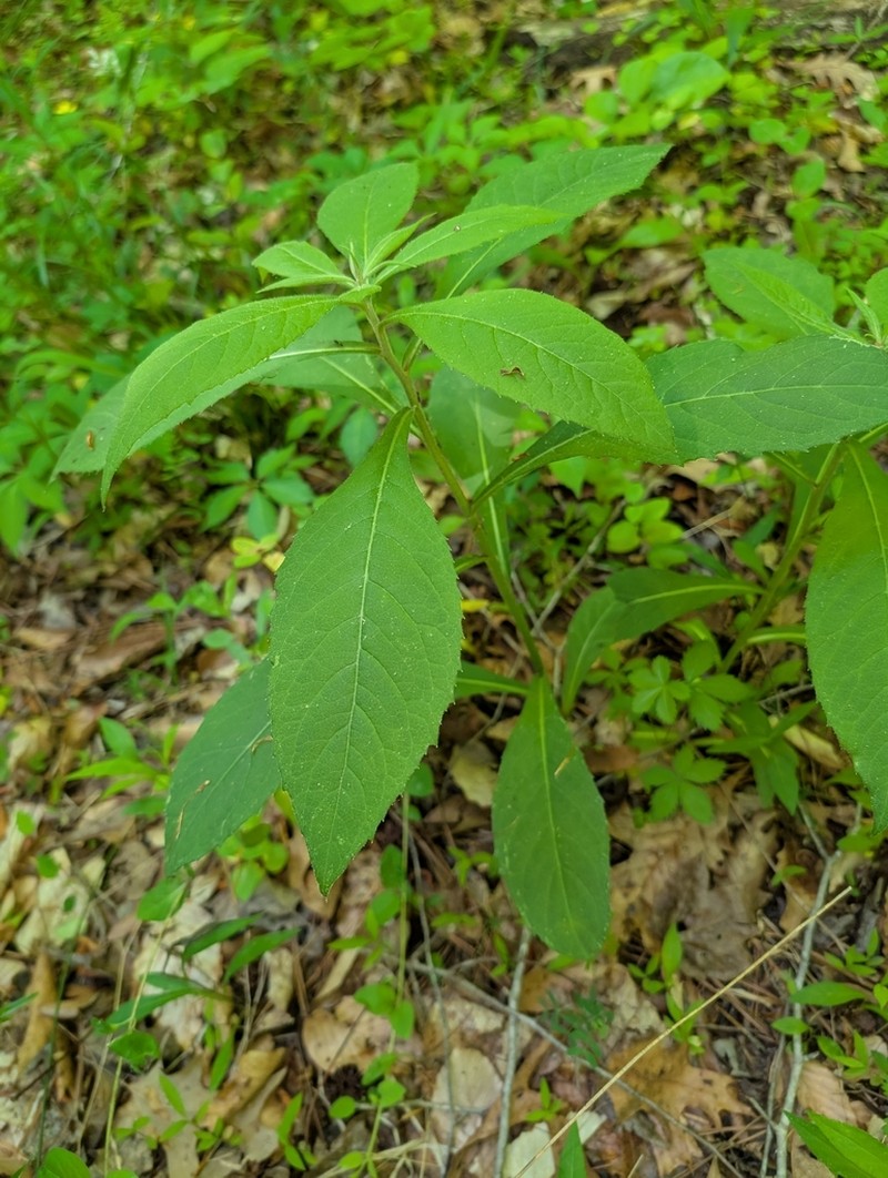 Broadleaf Ironweed photo 8