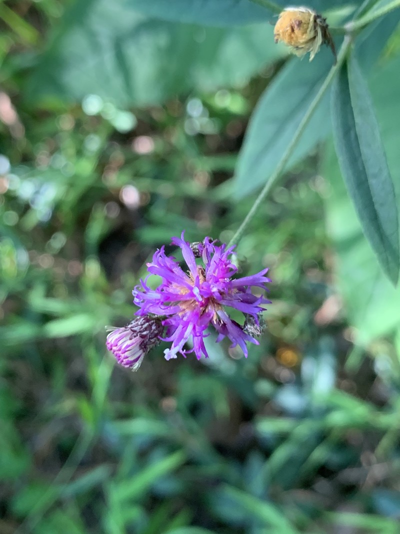 Broadleaf Ironweed